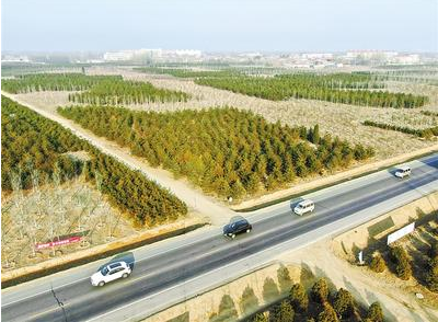 雄安新區:“千年秀林”已累計造林31萬畝