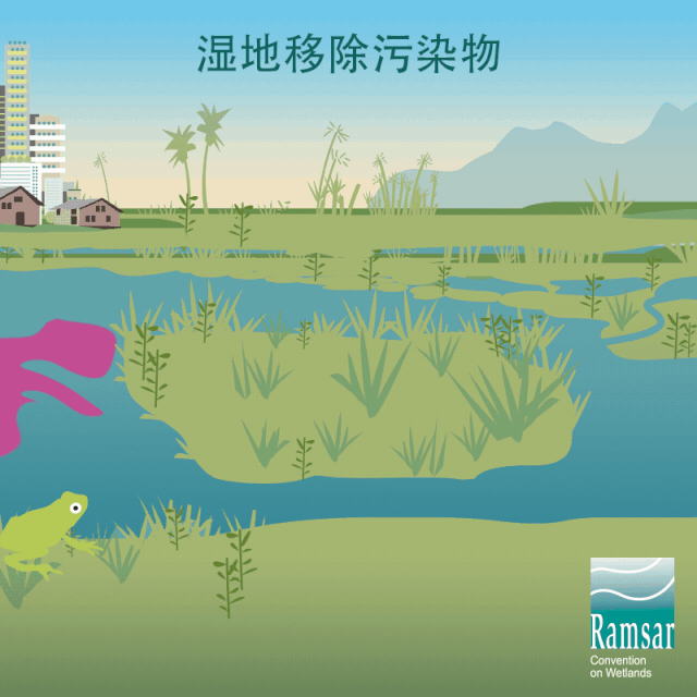 第24個世界濕地日：濕地與生物多樣性