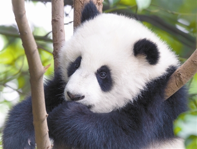 中國在推動生物多樣性保護方面占中心地位