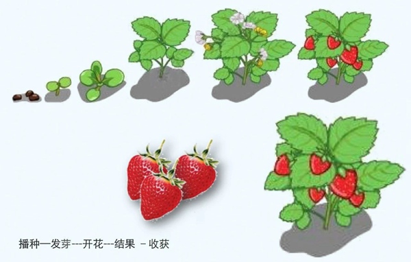 李樹華:園藝療法保持復工后身心健康