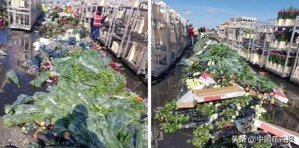 大量國(guó)際花展取消,眾多國(guó)家花企深陷困境