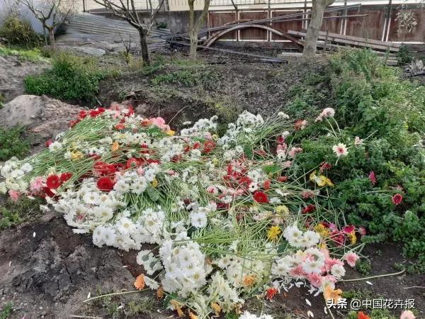 大量國(guó)際花展取消,眾多國(guó)家花企深陷困境