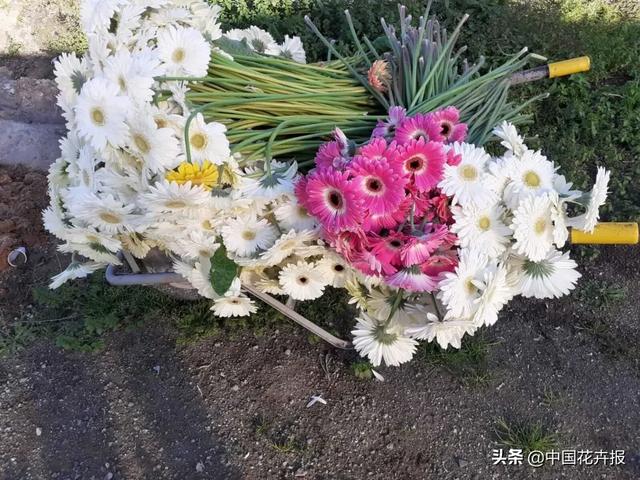 大量國(guó)際花展取消,眾多國(guó)家花企深陷困境