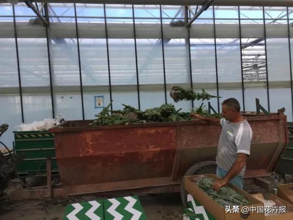 大量國(guó)際花展取消,眾多國(guó)家花企深陷困境