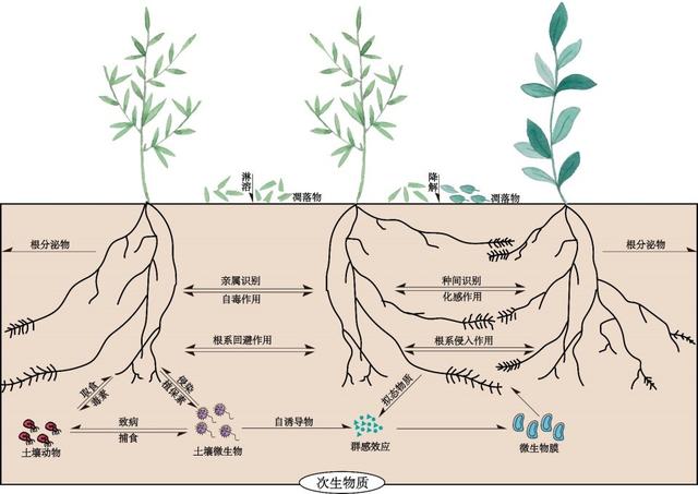 為了生存它們整日“竊竊私語”,相鄰植物釋放的化學物質到底在表達什么