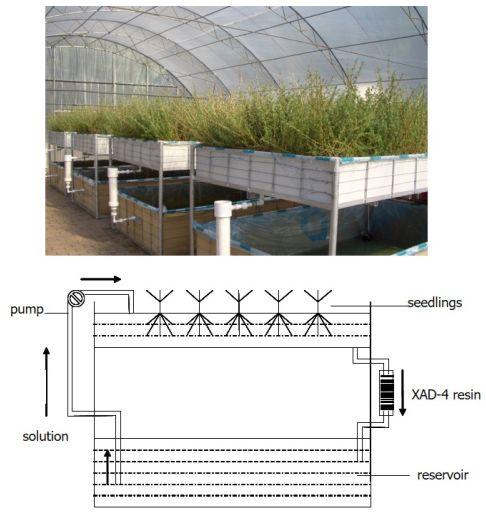 為了生存它們整日“竊竊私語”,相鄰植物釋放的化學物質到底在表達什么