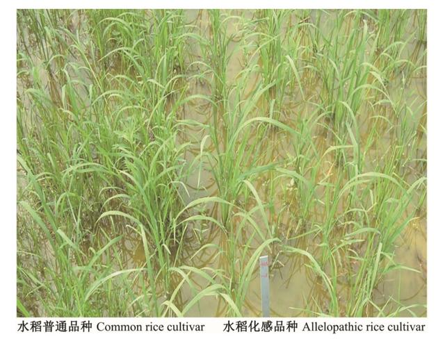 為了生存它們整日“竊竊私語”,相鄰植物釋放的化學物質到底在表達什么