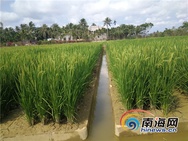 海南大山泰景觀發動村民參與文旅項目建設
