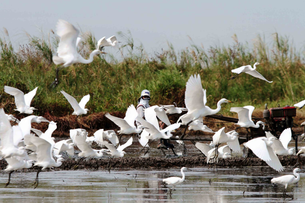 Sharon Perion:通過景觀干預進行的坎達巴沼澤保護