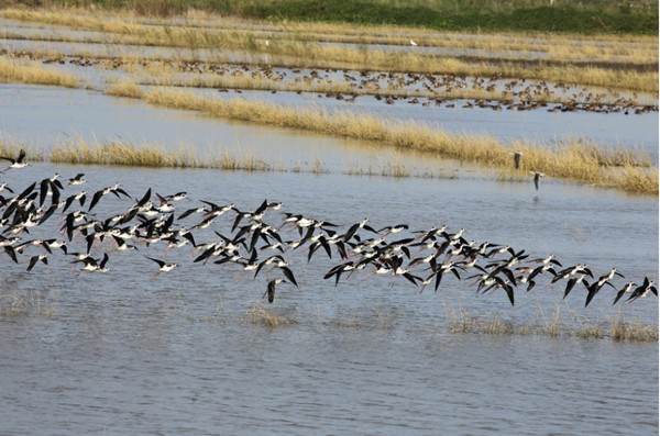 Sharon Perion:通過景觀干預進行的坎達巴沼澤保護