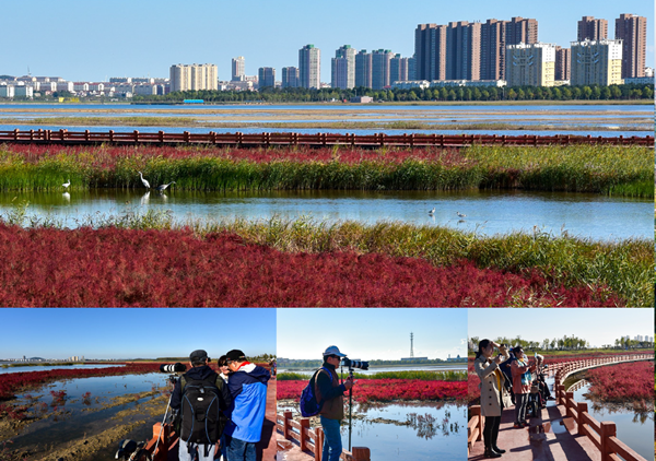 咸水濕地的重生——山東乳山潮汐湖濕地公園設(shè)計分享