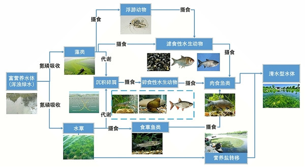 水生態(tài)系統(tǒng)保護(hù)、修復(fù)、利用的思考與實踐