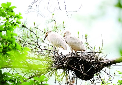 楊銳:在秦巴山脈構建國家公園