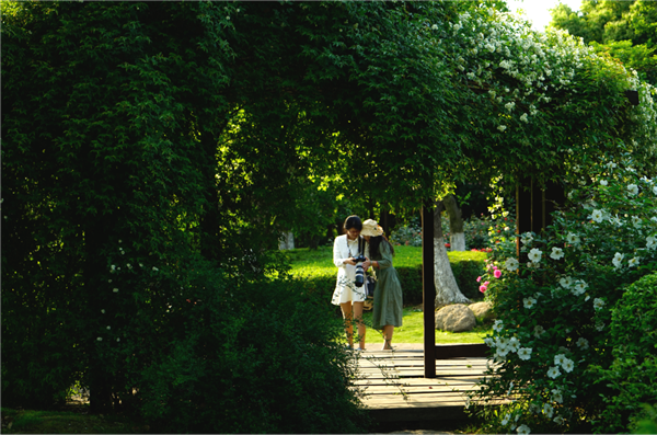 張曉鳴:審美引導也是園林人的使命