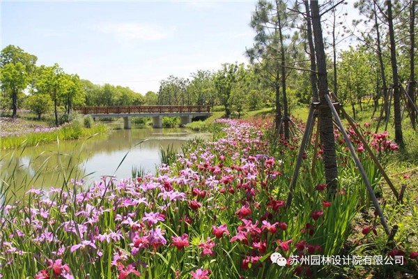 蘇州園林設(shè)計(jì)院榮獲2020（IFLA）AAPME杰出獎(jiǎng)