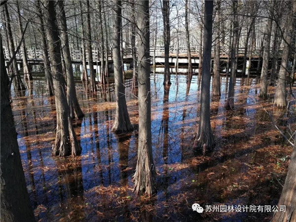 蘇州園林設(shè)計(jì)院榮獲2020（IFLA）AAPME杰出獎(jiǎng)