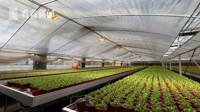 花博會(huì):花卉進(jìn)入育苗期 靜待五月齊綻放