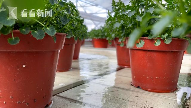 花博會(huì):花卉進(jìn)入育苗期 靜待五月齊綻放