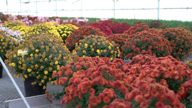 花博會(huì):花卉進(jìn)入育苗期 靜待五月齊綻放