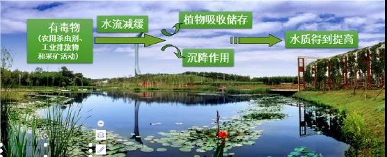 鮑達明：加強濕地保護，促進綠色發展