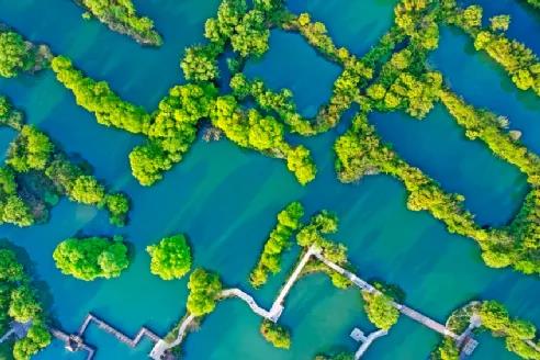 鮑達明：加強濕地保護，促進綠色發展