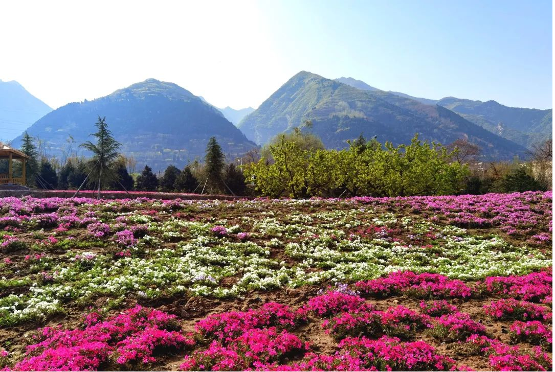 黎妮：為西部美麗鄉(xiāng)村注入新活力