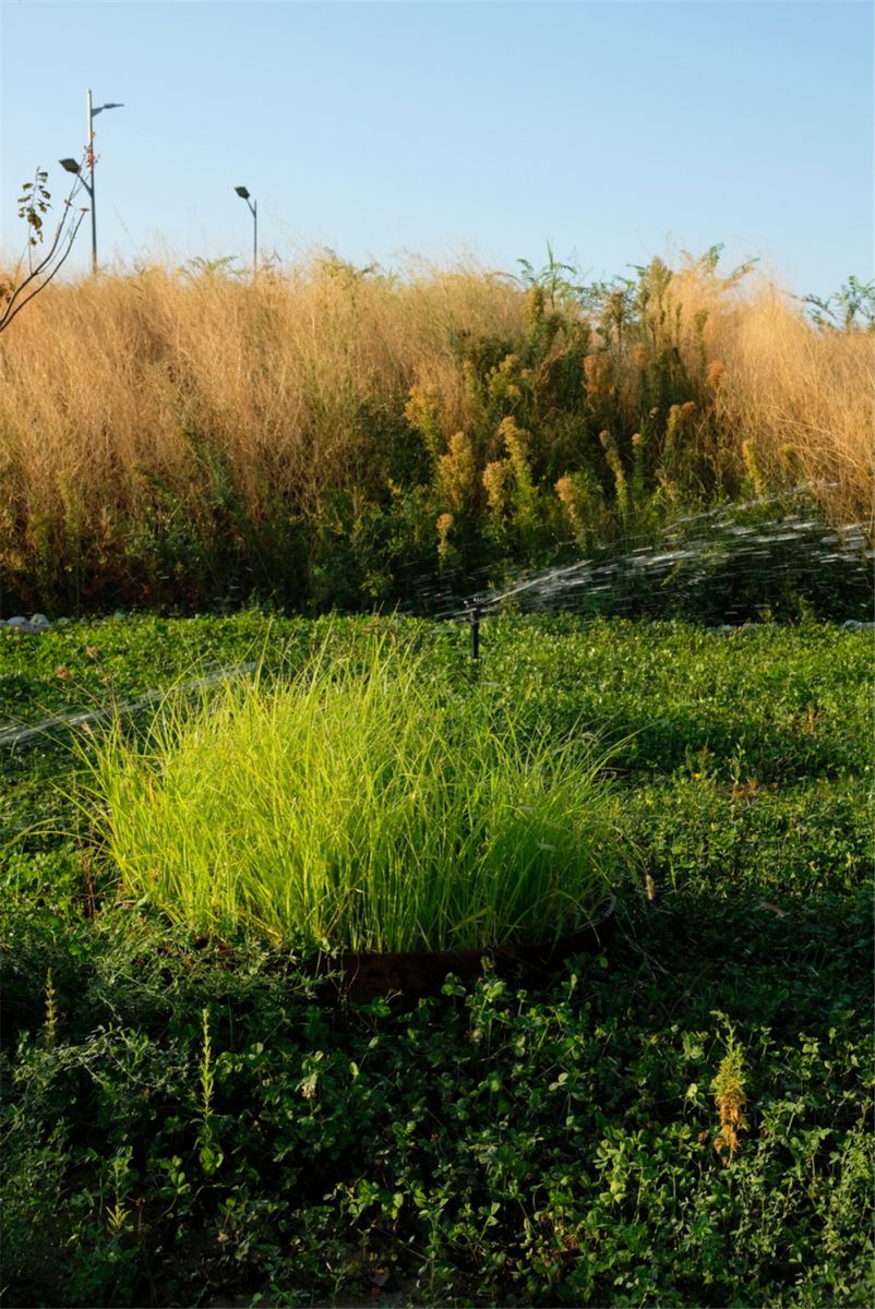 章俊華作品丨差異中的表述——博樂金三角工業區帶狀公園（一期）