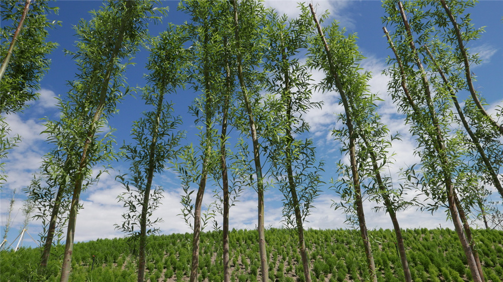 章俊華作品丨差異中的表述——博樂金三角工業區帶狀公園（一期）