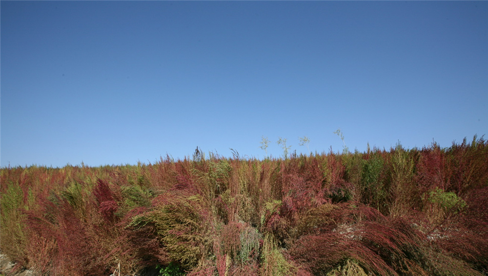 章俊華作品丨差異中的表述——博樂金三角工業區帶狀公園（一期）