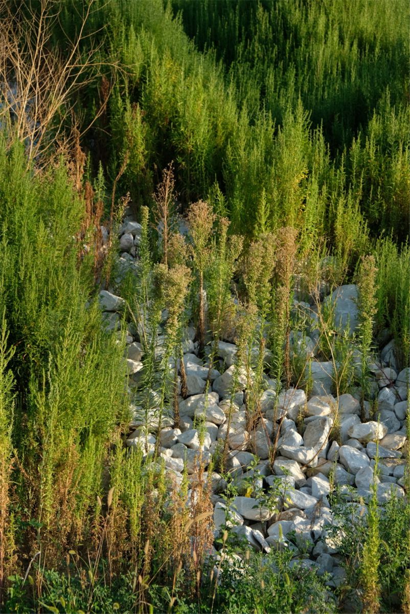 章俊華作品丨差異中的表述——博樂金三角工業區帶狀公園（一期）