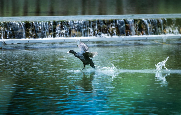 龍巖市龍津湖公園項目