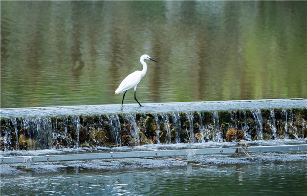 龍巖市龍津湖公園項目