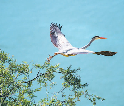 范周：生態保護擦亮黃河文化名片