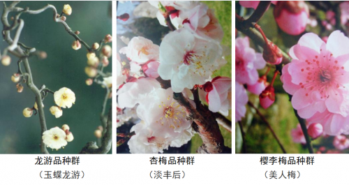 代樹剛:“南梅北移”讓京城百姓看得見梅花