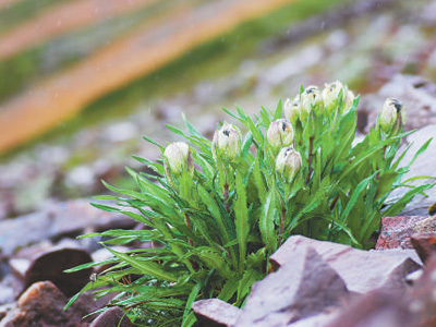 冰天雪地，為何也有植物開花？