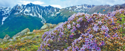 冰天雪地，為何也有植物開花？
