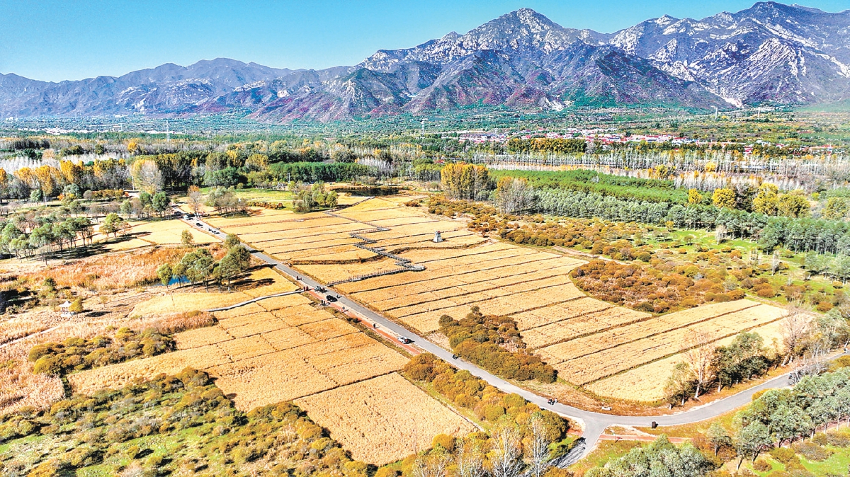 北京:體育公園“最美稻田”迎豐收
