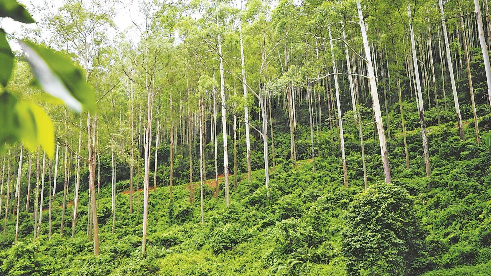 “世界工廠”東莞緣何“森林公園”密布