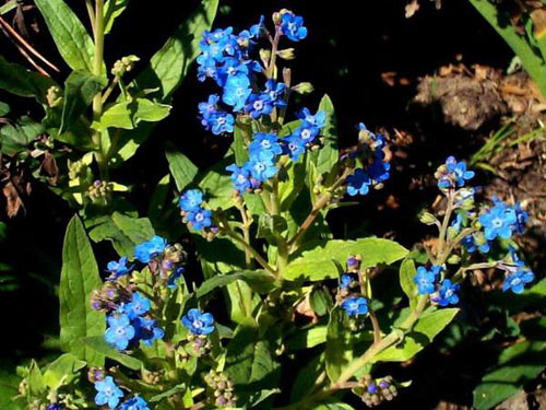 美國愛荷華州園林景觀