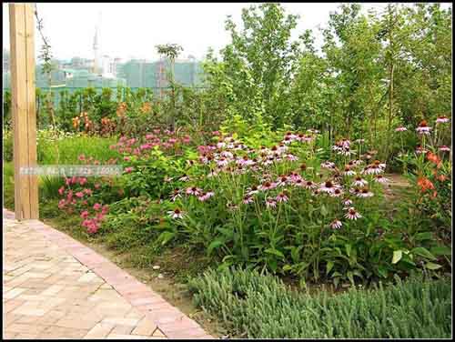 某公園的花境設計