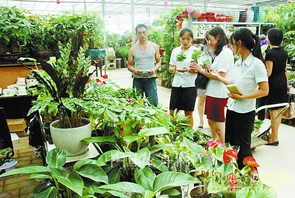 安徽：歙縣賣花漁村盆景淡季熱銷