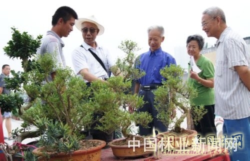 幾位老人在選購(gòu)六月雪盆景