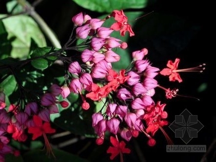 版納植物園 瓦礫廢墟中的蛻變