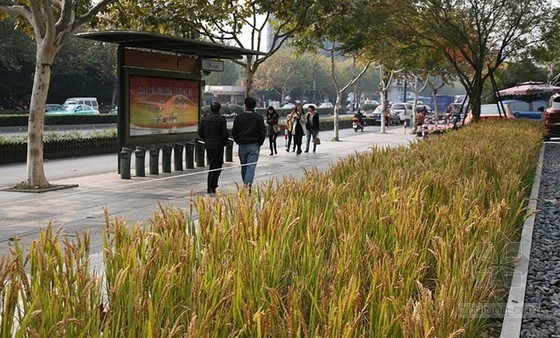 杭州水稻當花“養” 頗具觀賞價值