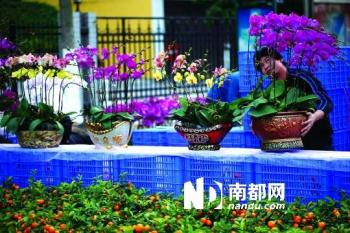 年花經濟背后花農的艱難轉型