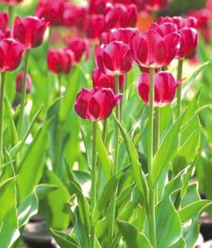 小心植物“殺手” 園藝師圖解養花“安全手冊”