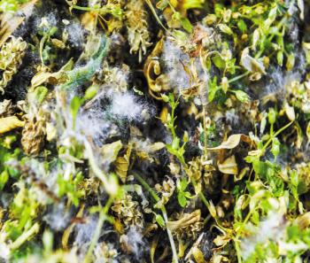 寧波：風(fēng)媒植物占有花植物的1/5