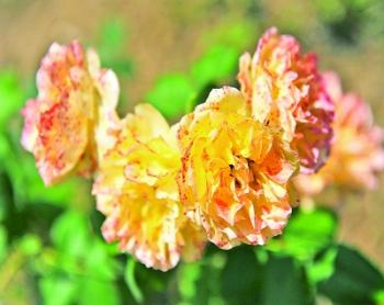 南京中山植物園150多種月季開(kāi)放