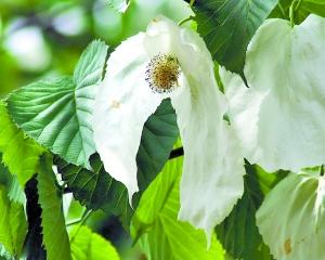 南山植物園看瀕危樹木