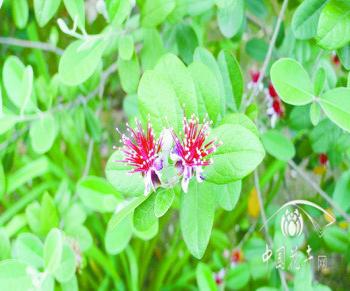 上海植物園菲油果花開正當時